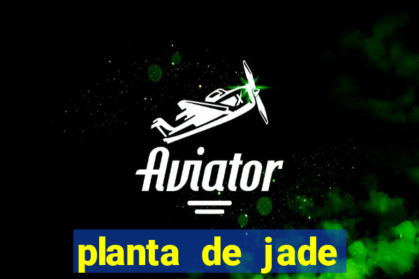 planta de jade significado espiritual